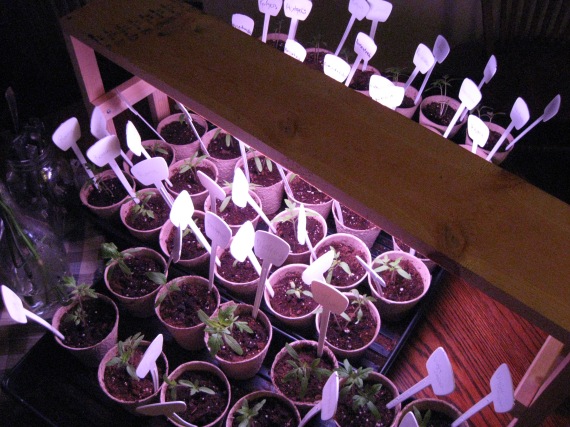 Fifty plants are currently growing, but we plan to keep just 24. If everything goes smoothly in the transition outside, we will give the remainder away. 